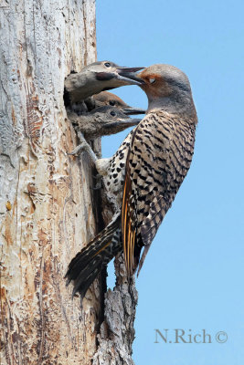 Flicker & chicks