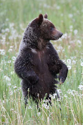 Grizzly bear cub in a dandelion field