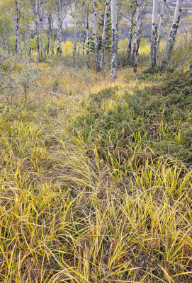 Wild grasses: Kootney Plains. Alberta