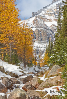 Larch Valley