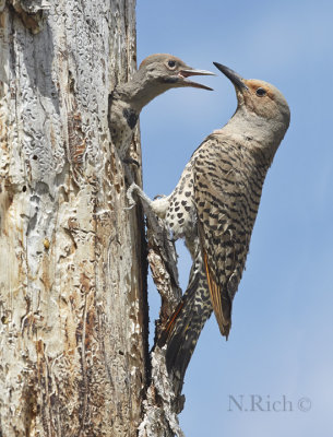 flicker and chick
