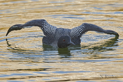 Loon at sunset