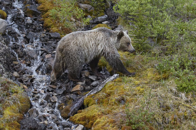 Grizzly Bear crossing mountain stream.