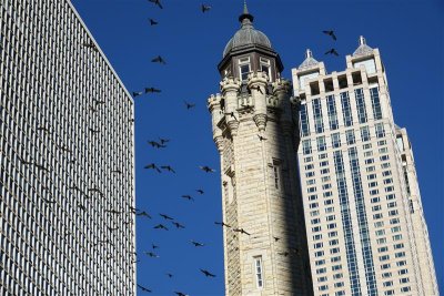 Pigeons react to the approaching roar