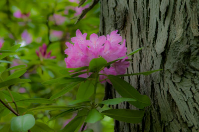DMC_2208.JPG