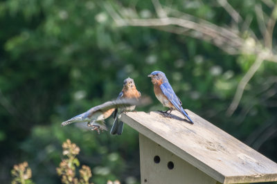 DSC_0465.jpg