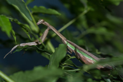 DSC_7241-2.jpg