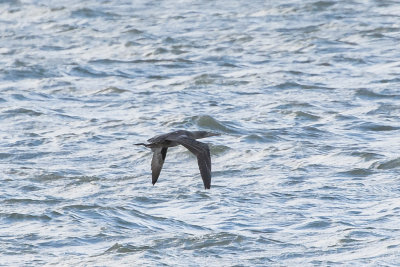 DSC_1095.jpg