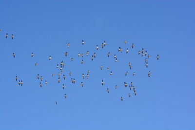DMD_2790.JPG