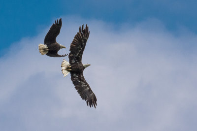 Memorial Day Eagles-blue sky.jpg