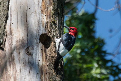 DSC_0232.jpg