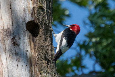 DSC_0234.jpg
