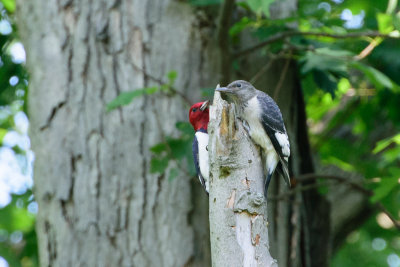 DSC_0419.jpg