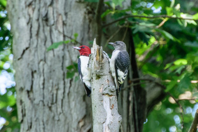 DSC_0422.jpg