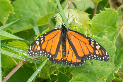 DSC_0975.jpg