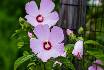 DSC_2408.jpg