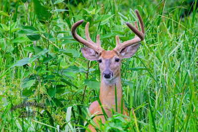 DSC_2526 copy.jpg
