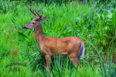 DSC_2579.jpg