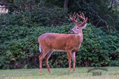 DSC_3445.jpg