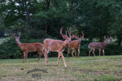 DSC_3461.jpg