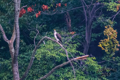 DSC_3589.jpg