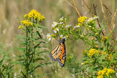 DSC_4816.jpg