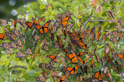 DSC_5014 copy.jpg