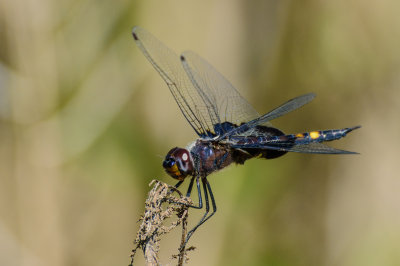 DSC_5327-2.jpg