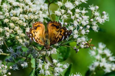 DSC_5450-2.jpg