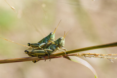 DSC_5529-2.jpg