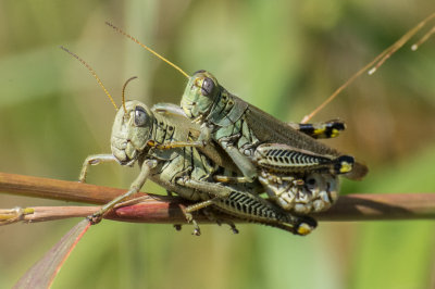 DSC_5544-2.jpg