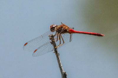 DSC_5628-2.jpg