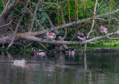 DSC_5967.jpg