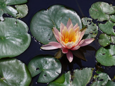 RX10 - DSC00155