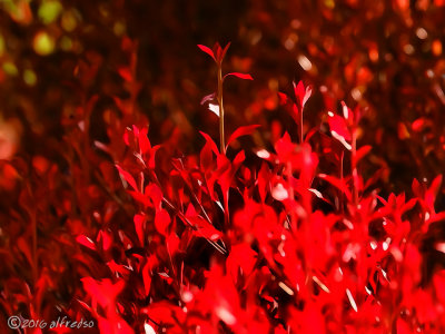 Red Leaves 2016 日本紅葉