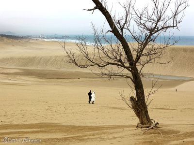 Tottori Sand Dunes 鳥取砂丘
