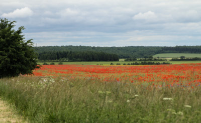 More poppies
