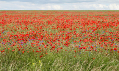Even more poppies