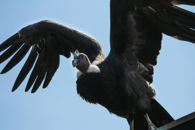 Condor.jpg