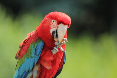 avifauna2013-1.jpg
