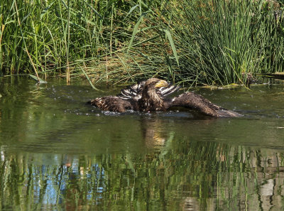 avifauna2013-11.jpg