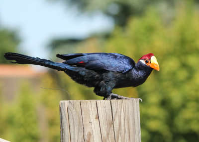 avifauna2013-4.jpg
