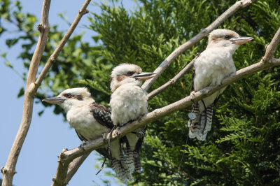 avifauna2013-5.jpg