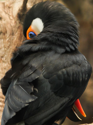 avifauna2013-7.jpg