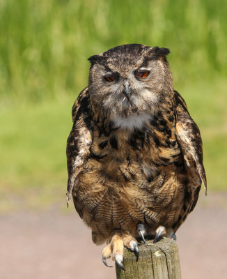 avifauna2013-9.jpg