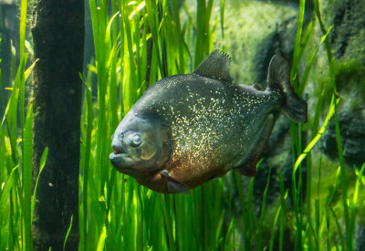 004 Aquarium de Touraine 