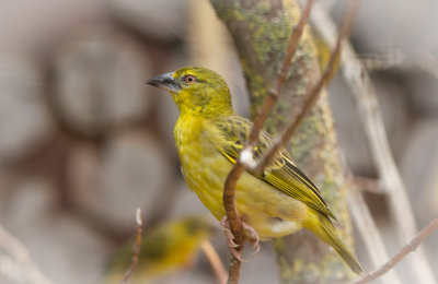 2014-04