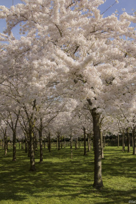 Amsterdamse Bos