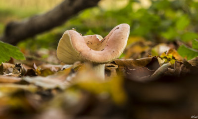 Autumn2014-1.jpg