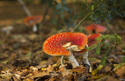 Autumn2014-5.jpg